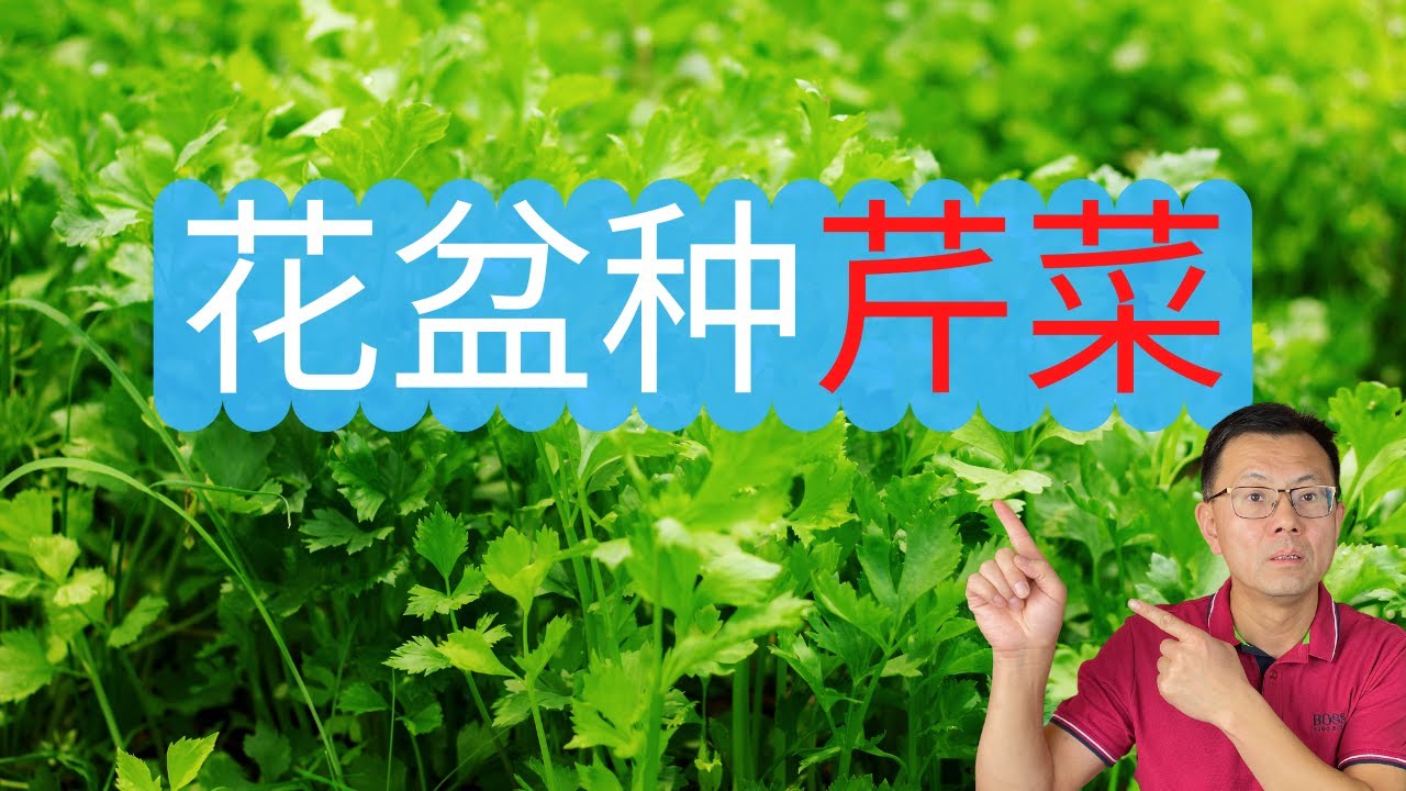 轻松种芹菜，芹菜自由很容哦，看看我是如何使用花盆种芹菜的