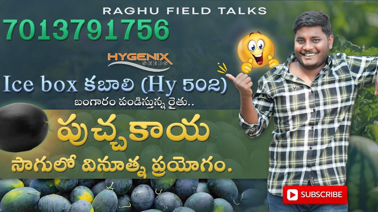 బంగారం పండిస్తున్న రైతు.. పుచ్చకాయ సాగులో వినూత్న ప్రయోగం.🍉🍉