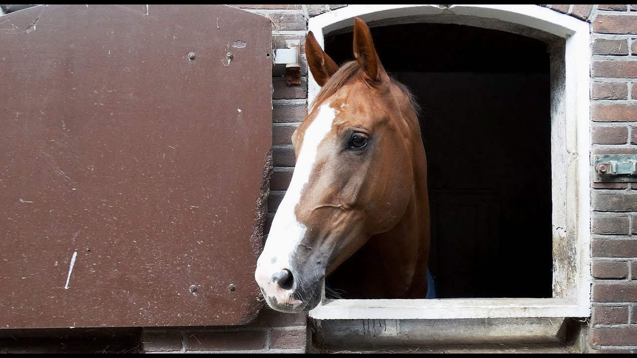 Hippisch Centrum Simonshaven (4) - Zondagsrust op HCS / 2015