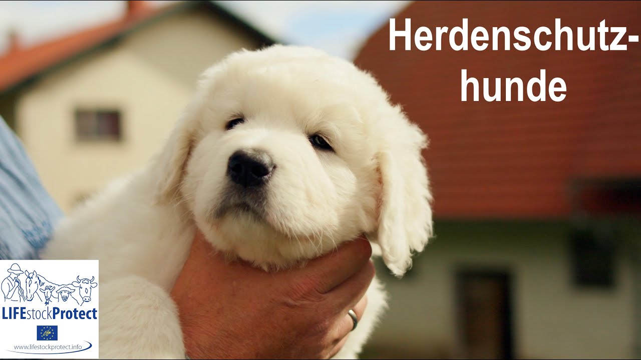 Herdenschutzhunde – die treuen Beschützer unserer Weidetiere