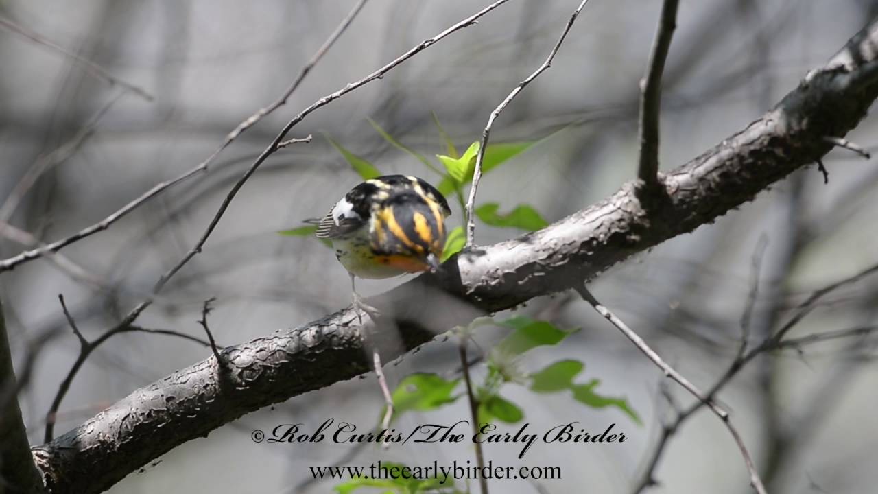 BLACKBURNIAN WARBLER foraging, catching midges.  Setophaga fusca