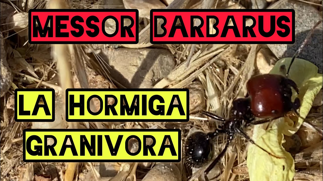 ¿QUE HORMIGA REPRESENTA TU PAIS (ESPAÑA) - MESSOR BARBARUS LA HORMIGA GRANÍVORA