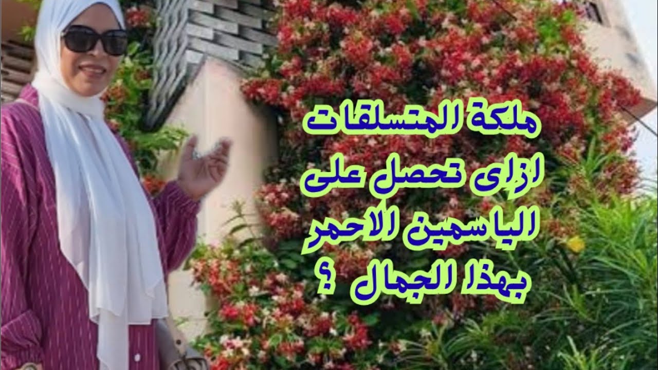 الياسمين الأحمر بيموت في الشتا؟ 😱 ألحقه فوراً بالخطوات دي!؟