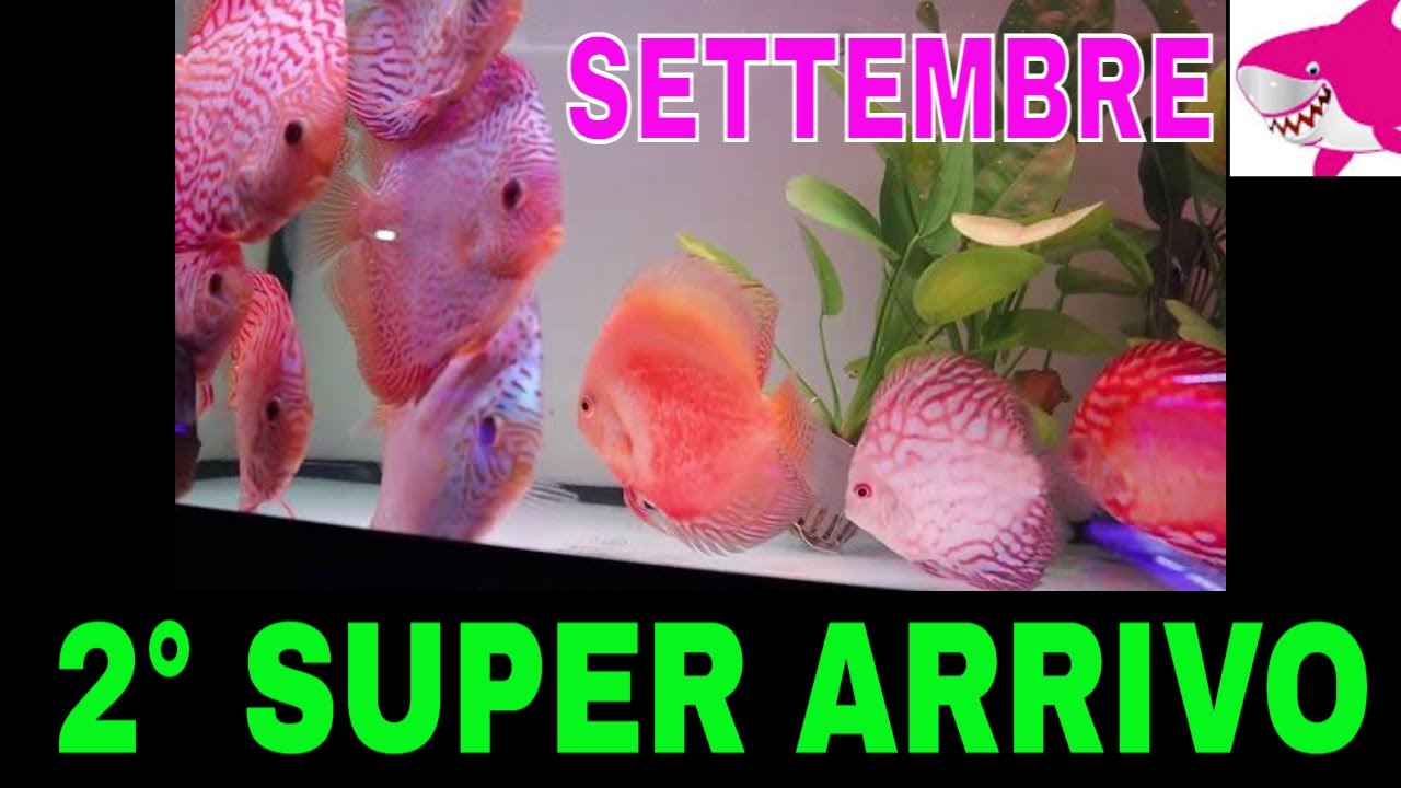 Secondo SUPER ARRIVO SETTEMBRE 2025 by Tropicalmania