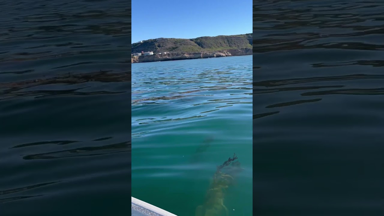 Point Loma, California #fishing #sandiego #skifflife