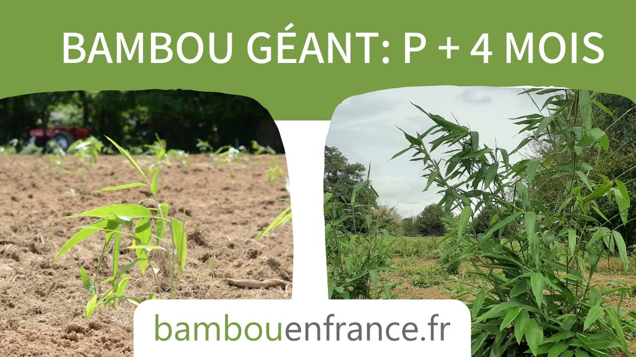 SUIVI 2: Bambous Onlymoso 4 mois après la plantation