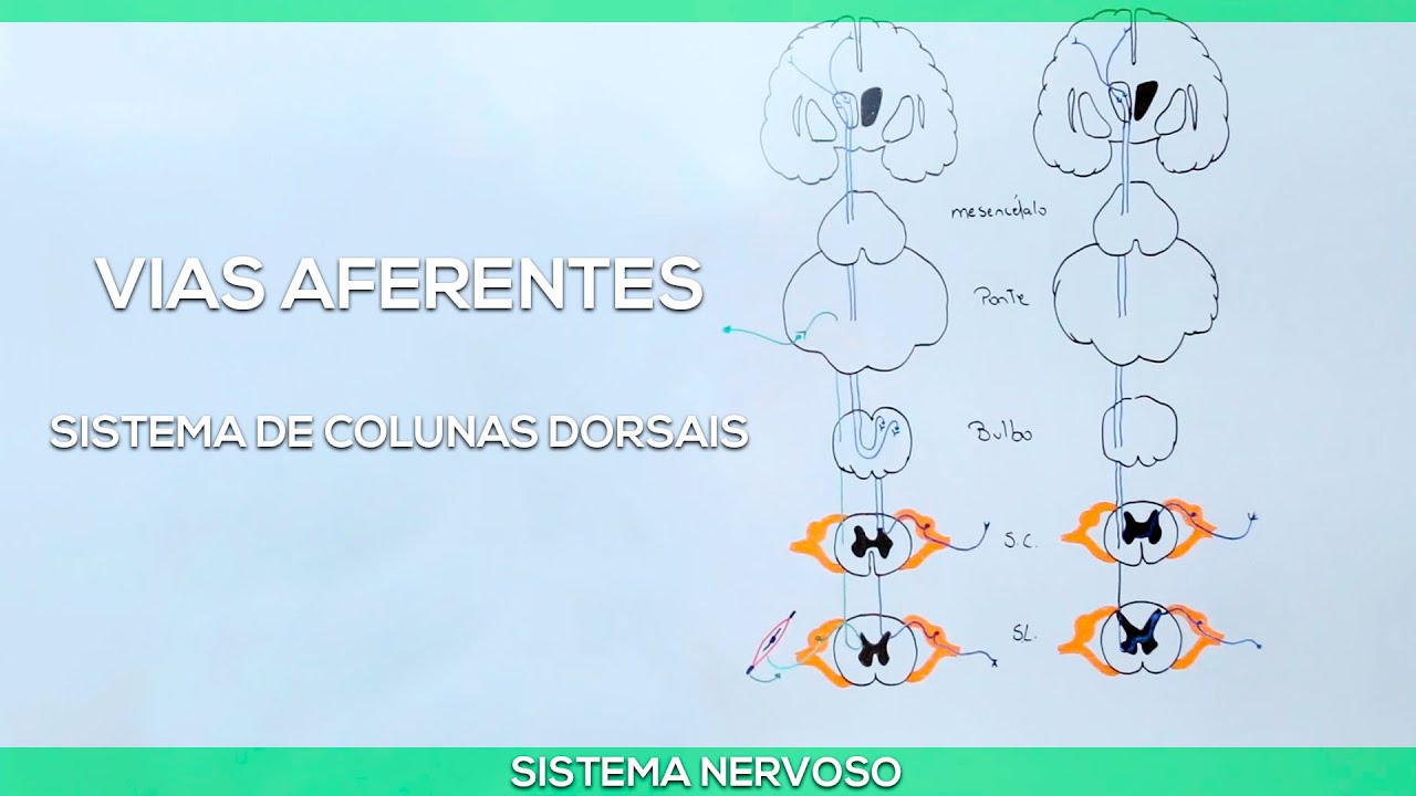 Vias Aferentes: Sistema de colunas dorsais