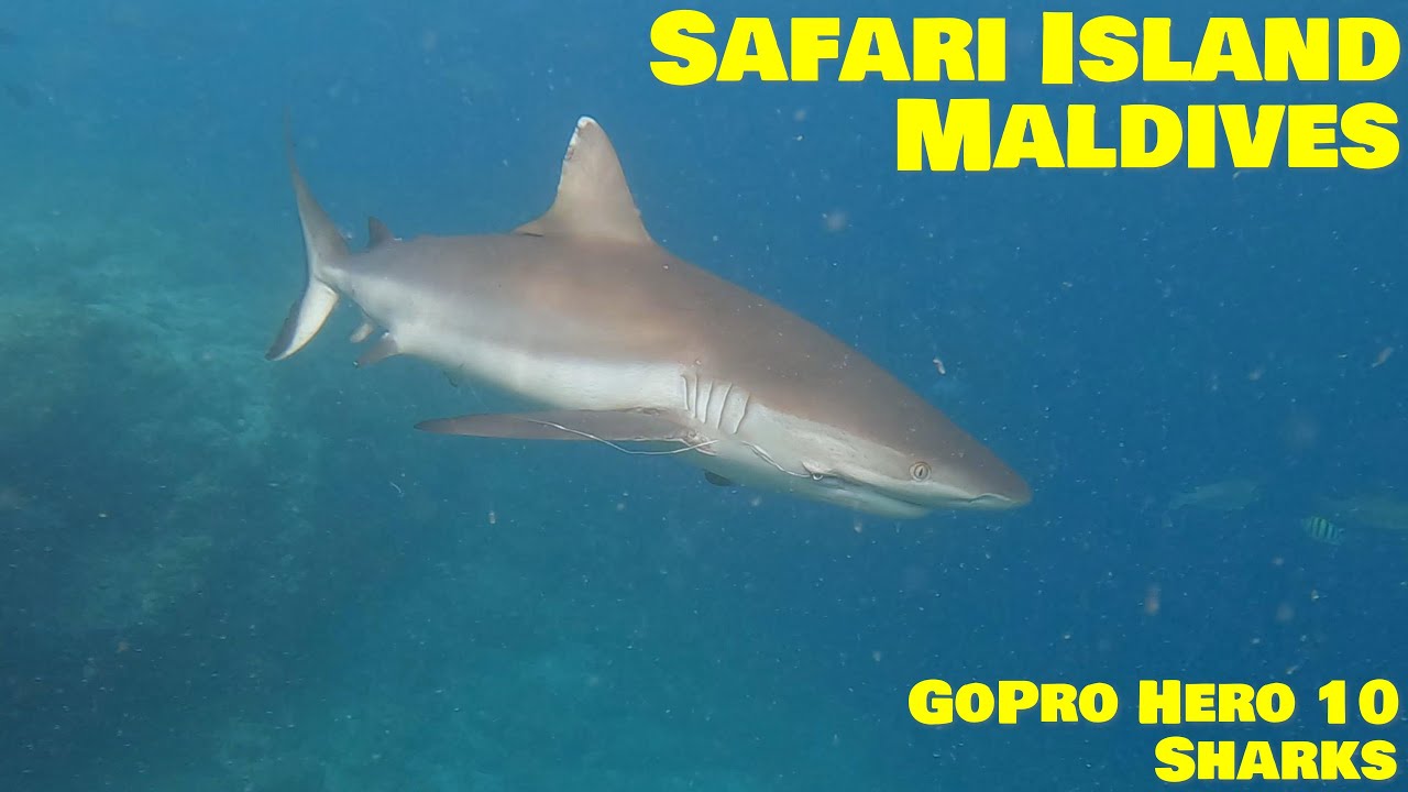 Safari Island, Maldives, Sharks