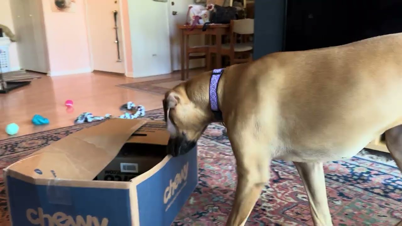 INDOOR games for dogs!