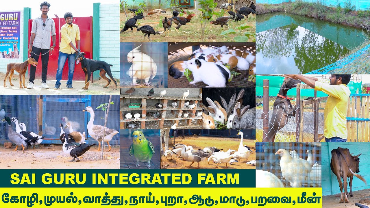 ஒருங்கிணைந்த பண்ணை | Integrated Farming in Tamil | Sai Guru Integrated Farm Trichy | Vlog Tamizha