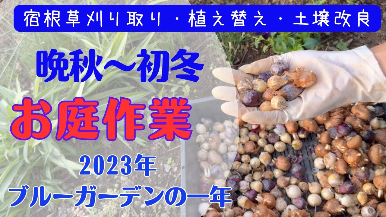 《放置花壇リセット／来春に向けて今やっておきたいお庭メンテ＆植え替え作業》2023年ブルーガーデン春～秋／早春の楽しみ球根大量投げ植え！／西日に強いおすすめ宿根草／ビオラ植え付け