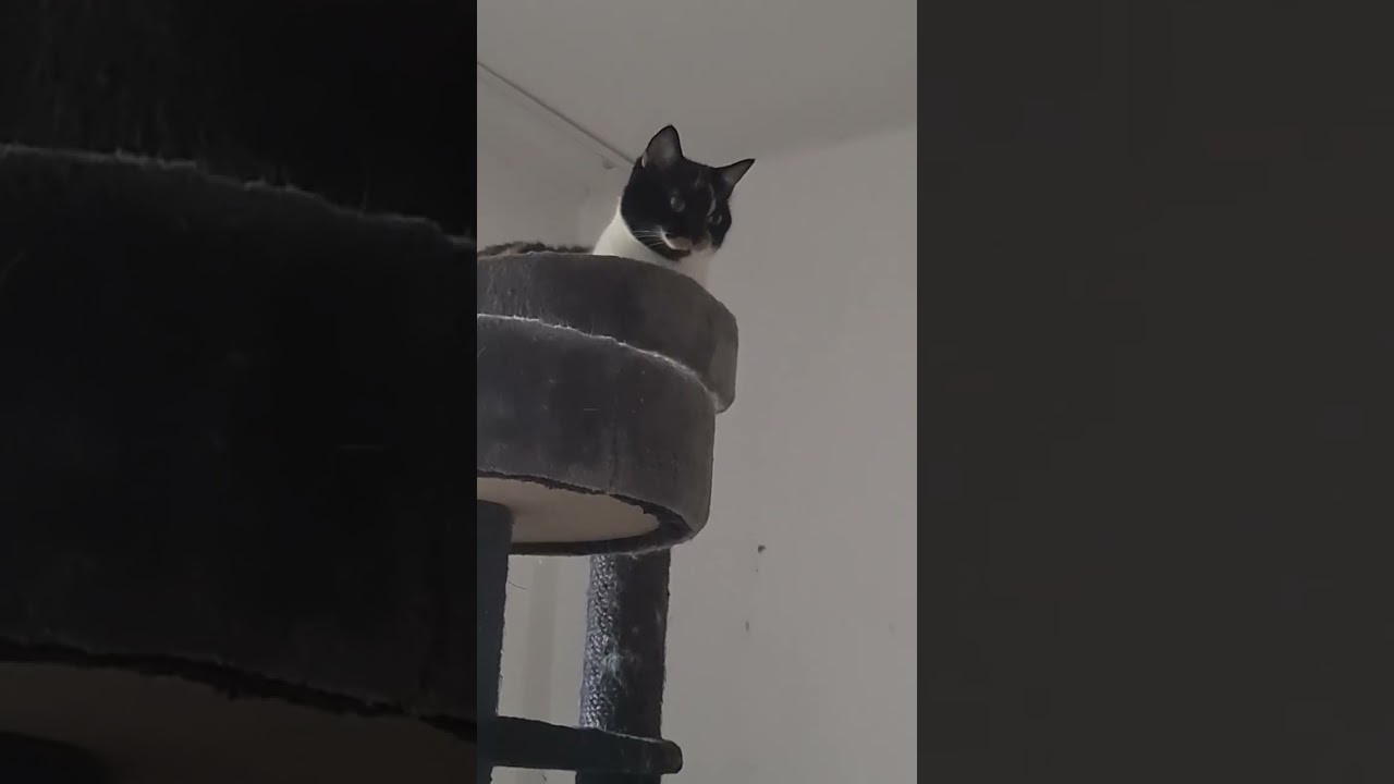 Борьба за когтеточку😺😸💗