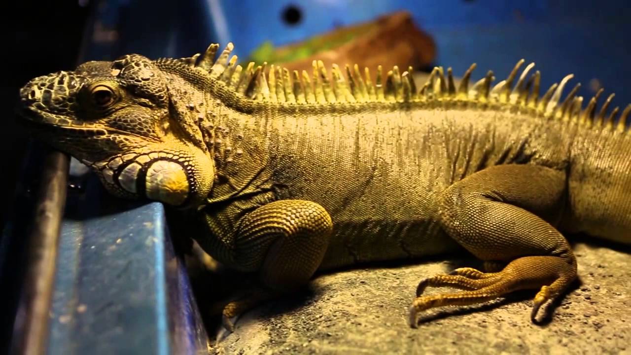 Field Trips at Austin Aquarium