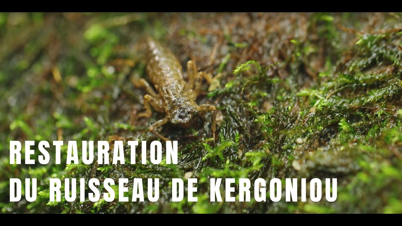 Restauration du ruisseau de Kergoniou - Bassin versant de l'Aulne
