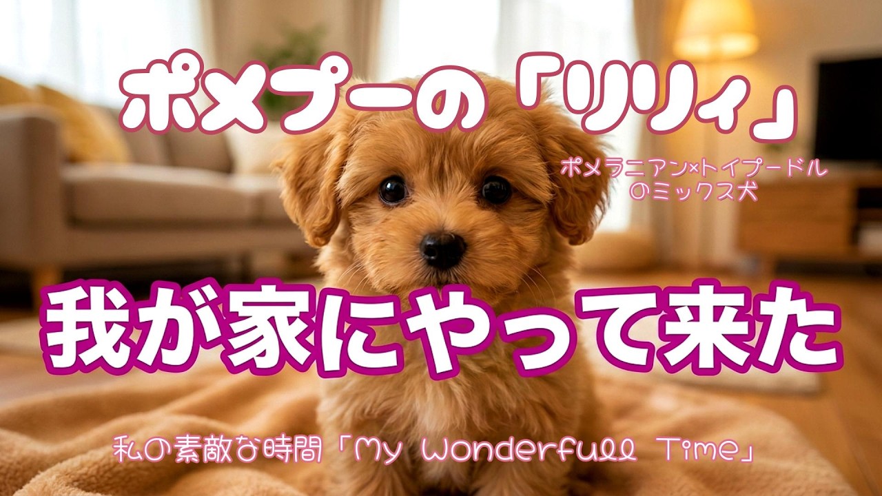 ポメプーのリリｲが我が家にやって来た！