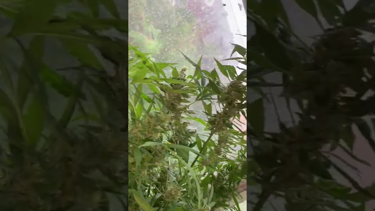 White Widow F1 Hybrid  #cannabiscommunity #weed #grow #growth