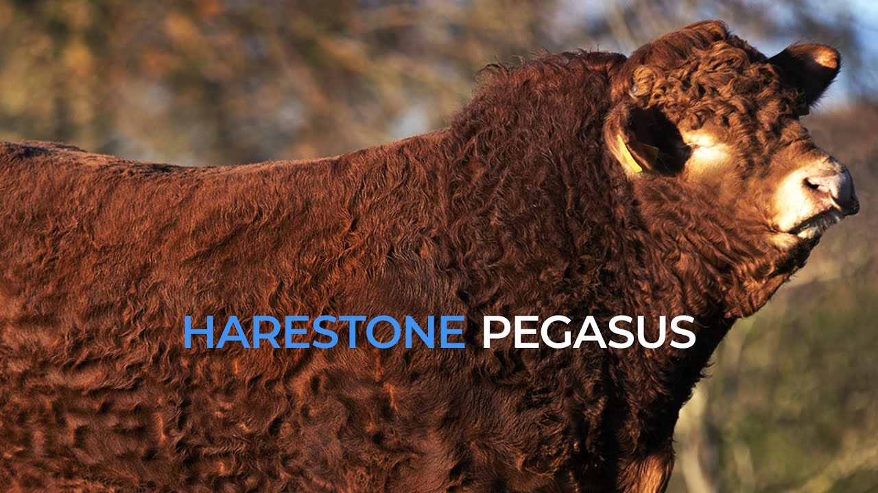 HARESTONE PEGASUS - LIMOUSIN BULL