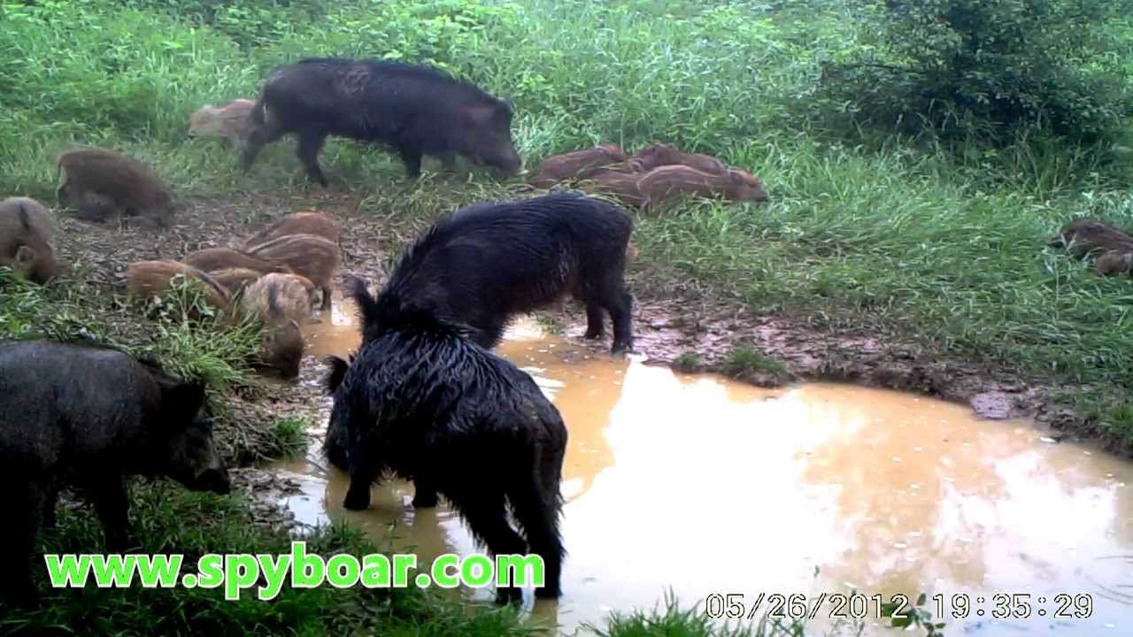 Wild boars / Диви прасета заснети с фотокапан с висока резолюция - https://spyboar.com