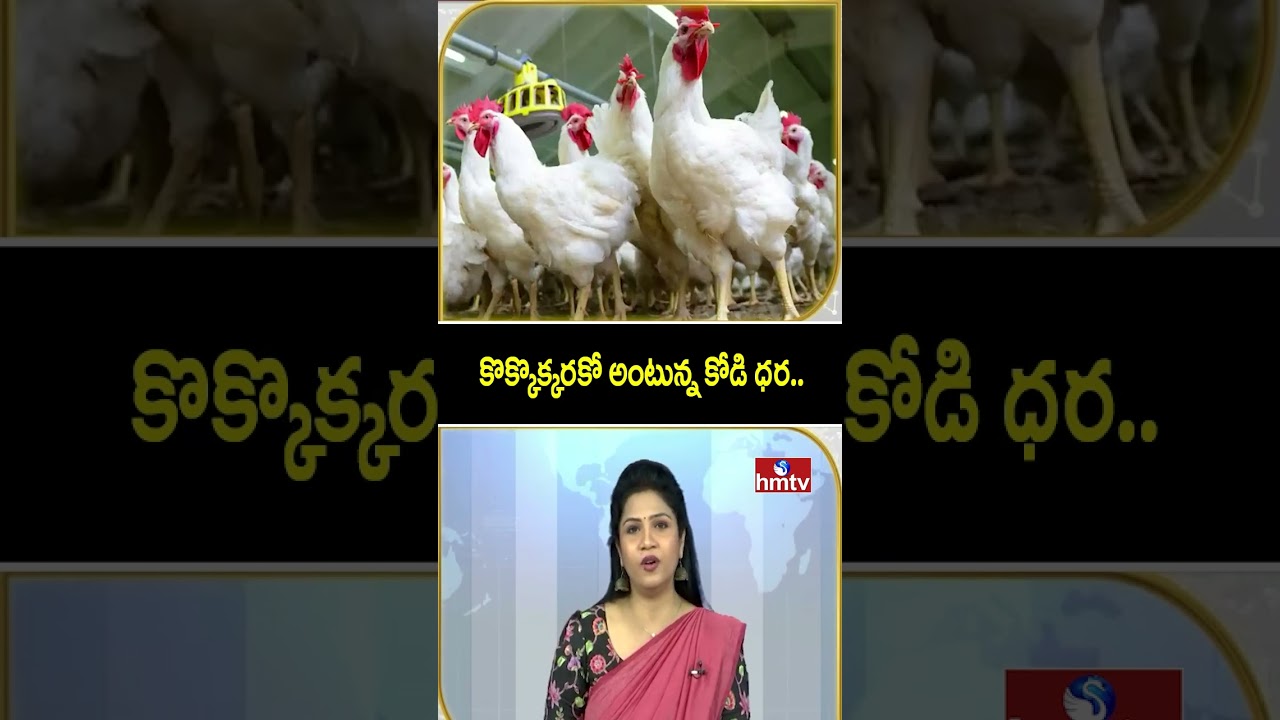 TO THE POINT : కొక్కొక్కరకో అంటున్న కోడి ధర.. | Chicken Prices | hmtv