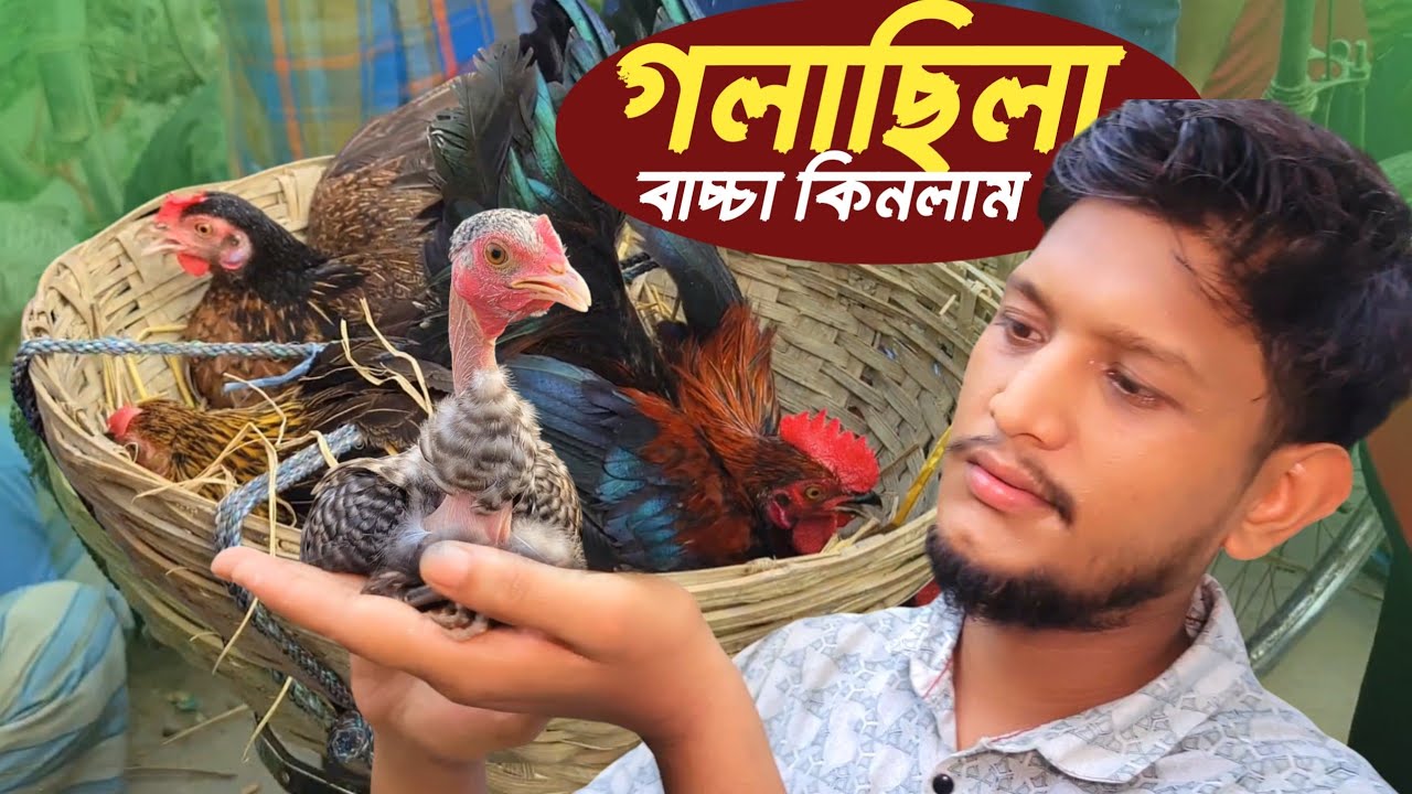 অবশেষে হাট থেকে অনেক গুলো গলাছিলা দেশি মুরগির বাচ্চা কিনলাম | Sojib Brother