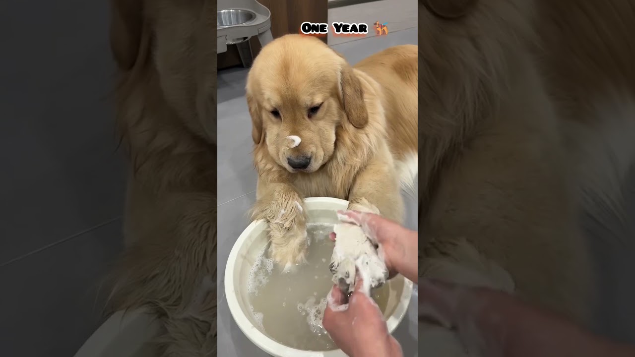 One Month to One Year golden retriever transformation #feed #love #puppy #cute #dog #transformation