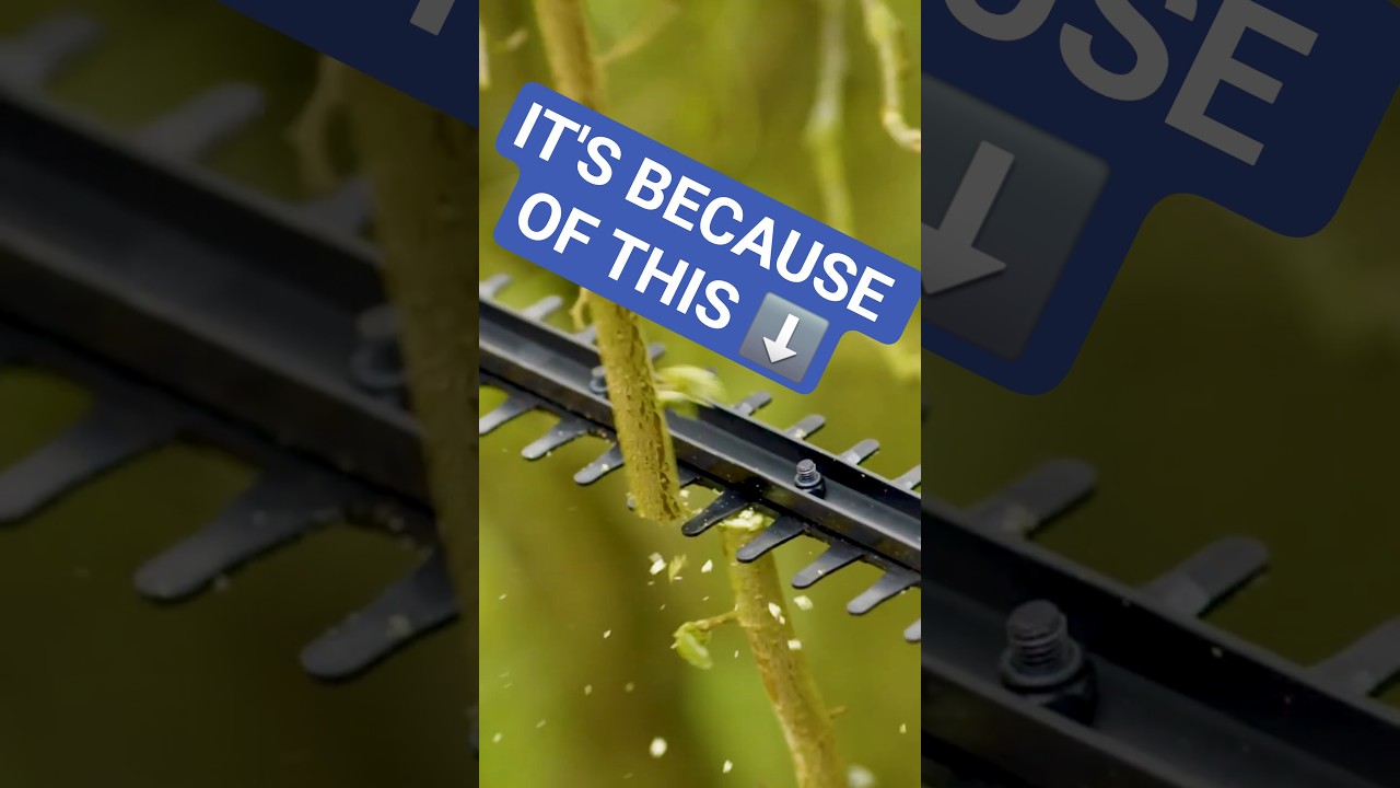 Why PROs Choose These Hedgecutters! 🌳✂️