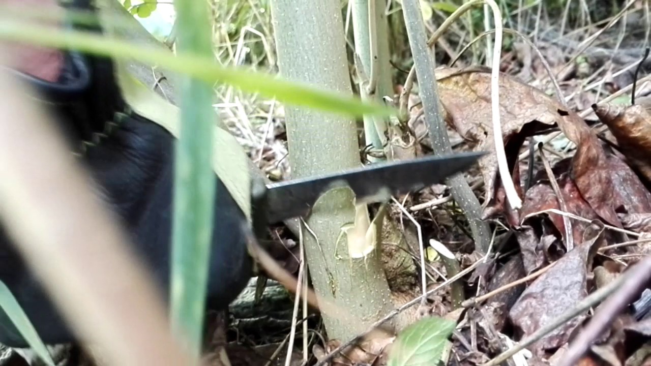 Couteau Mora : Test grandeur nature : couper un arbre.