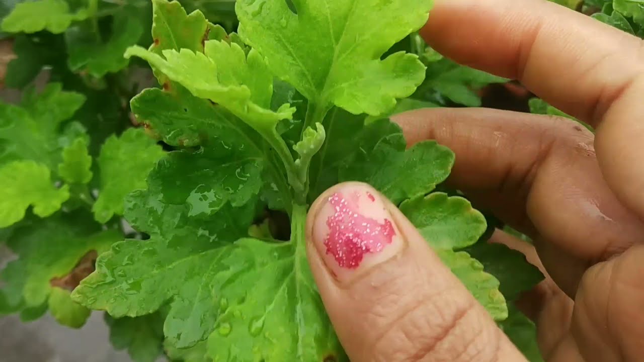 How to grow chrysanthemum by cutting/