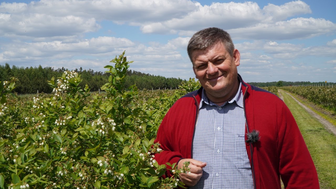 Borówka – nawożenie w czasie kwitnienia, Zbigniew Marek, 31.05.21