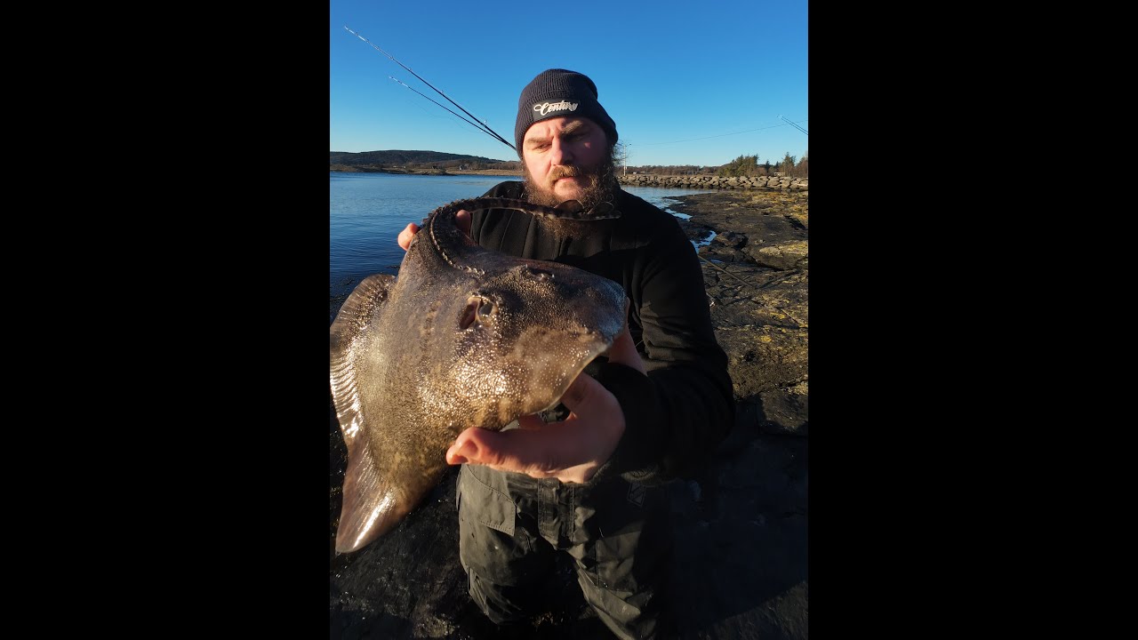 A day on the rays | Fishing in Norway | Norwegian Shore Angler | 20 rays in a session!