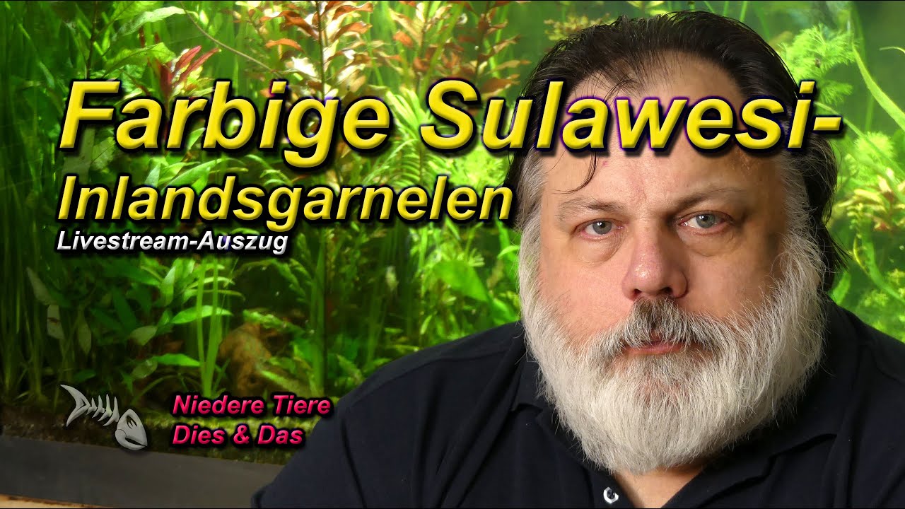 FARBIGE SULAWESI-INLANDSGARNELEN - ein wenig Vererbungs-Geblubber
