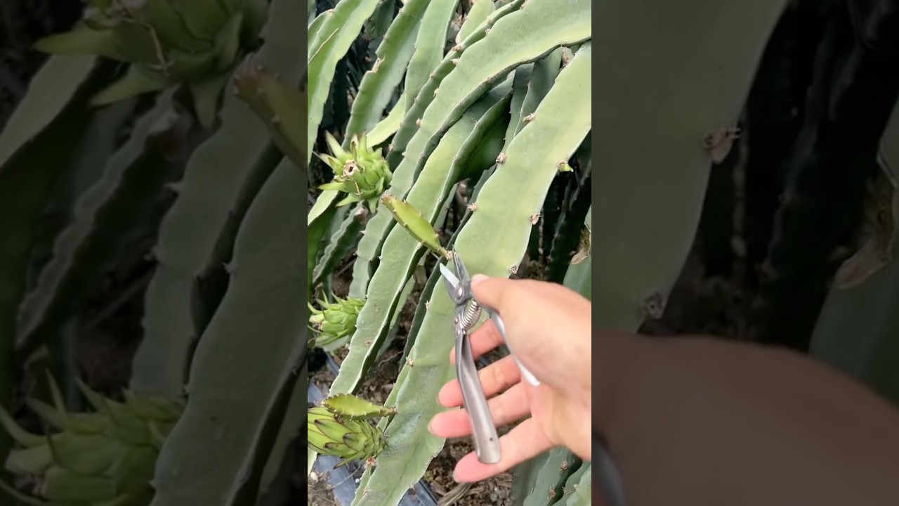 Dragon Fruit Pruning Technique for High Yields #farmingtech @HappyFarm85