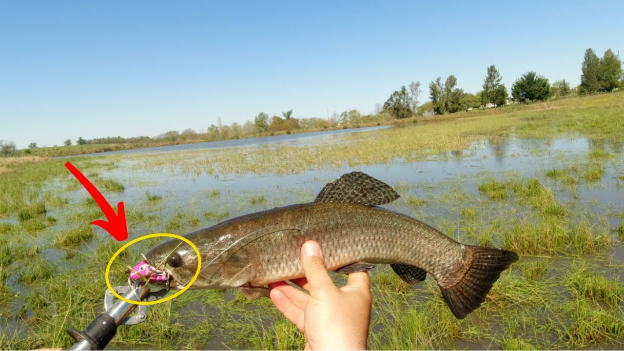 IMPOSIBLE no pescar con este SEÑUELO 🚨/ pesca de tarariras
