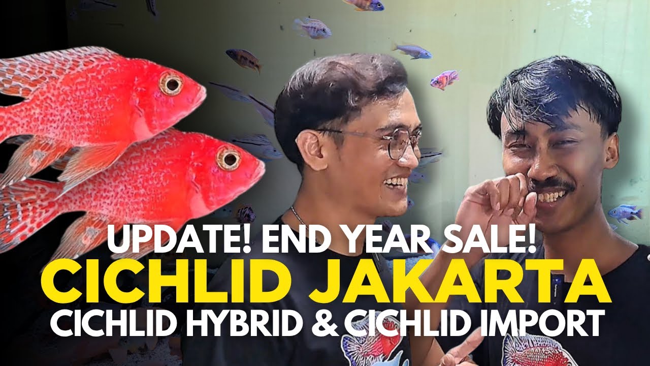 WOW..BANYAK PROMO DIAKHIR TAHUN❗️ UPDATE CICHLID HYBRID DAN IMPORT DI CICHLID JAKARTA