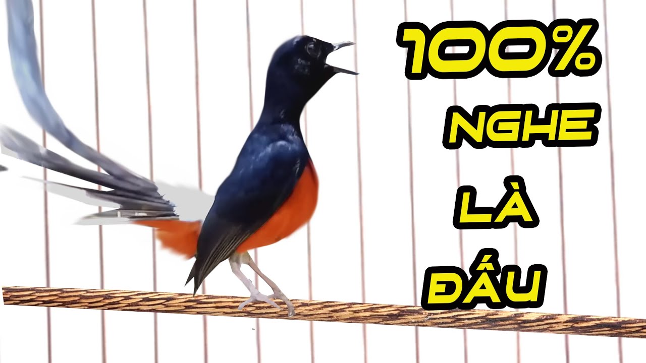Kích chòe lửa cực sung..Kích chòe lửa hót nhiều giọng hay// Nghe nhanh Căng. luyện chòe lửa hót đấu