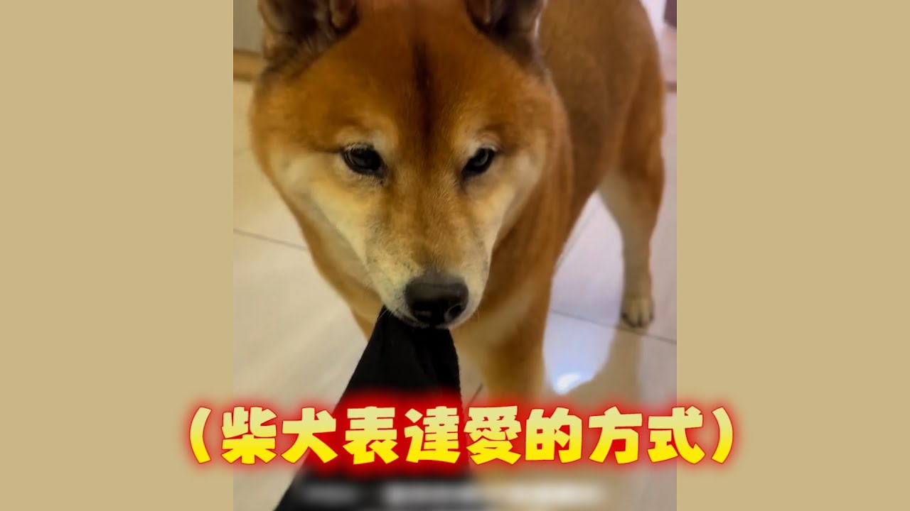 柴犬咬著馬麻的衣角不放　激動狂甩表達滿滿的愛XD