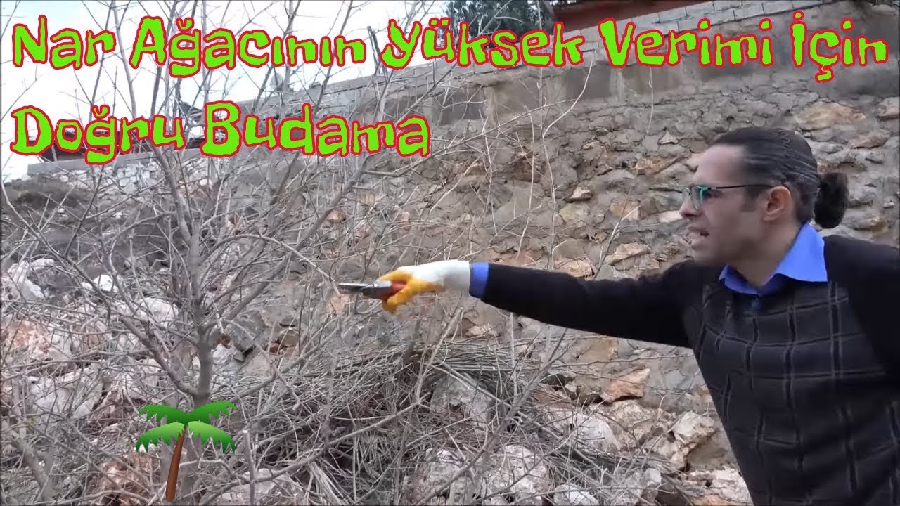 Nar Ağacı Nasıl ve Ne Zaman Budanır?