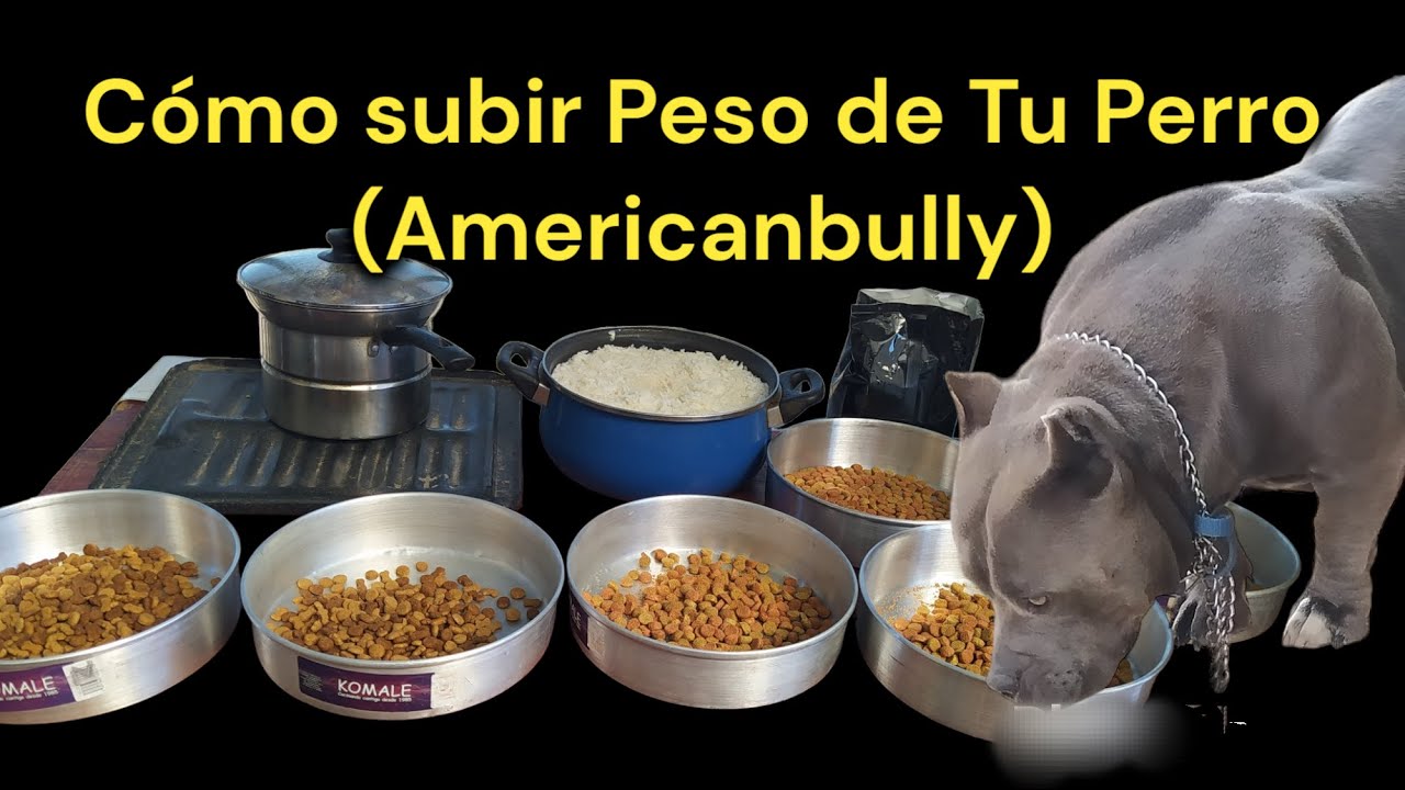 Como Alimentar A mi Perro Para que Sube PESO (#americanbully  Y #exoticbully )