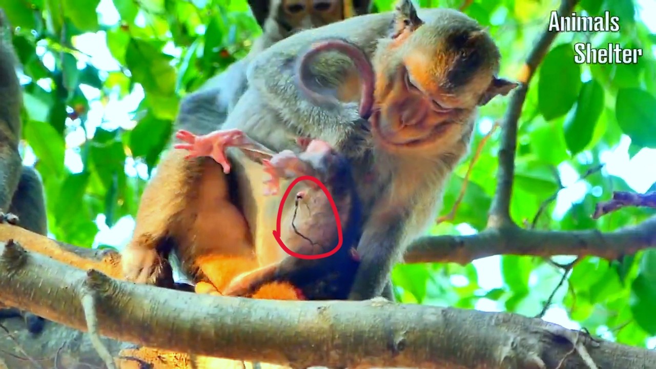 LIVE: Watching a New Mom Gently Holds Her Baby Monkey in the Tree 🌿💛