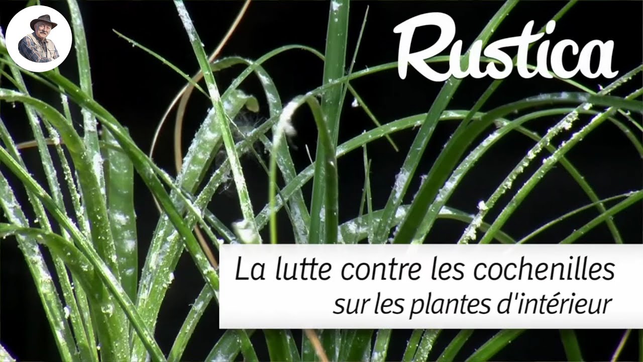 Lutter contre les cochenilles farineuses sur les plantes d'intérieur