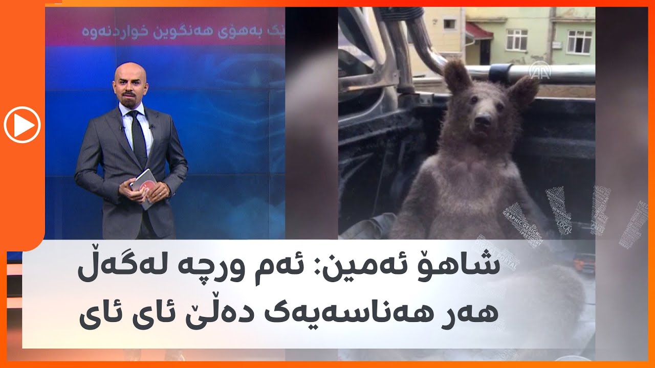 شاهۆ ئەمین باسی ئەو ورچە دەکات کە بەهۆی زۆرخواردنی هەنگوینەوە بووراوەتەوە
