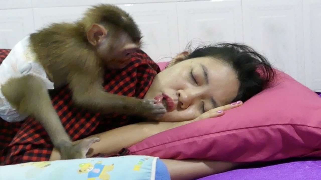 Monkey Donal Try To Wake Mom Up To play with Him When Mom Sleeping