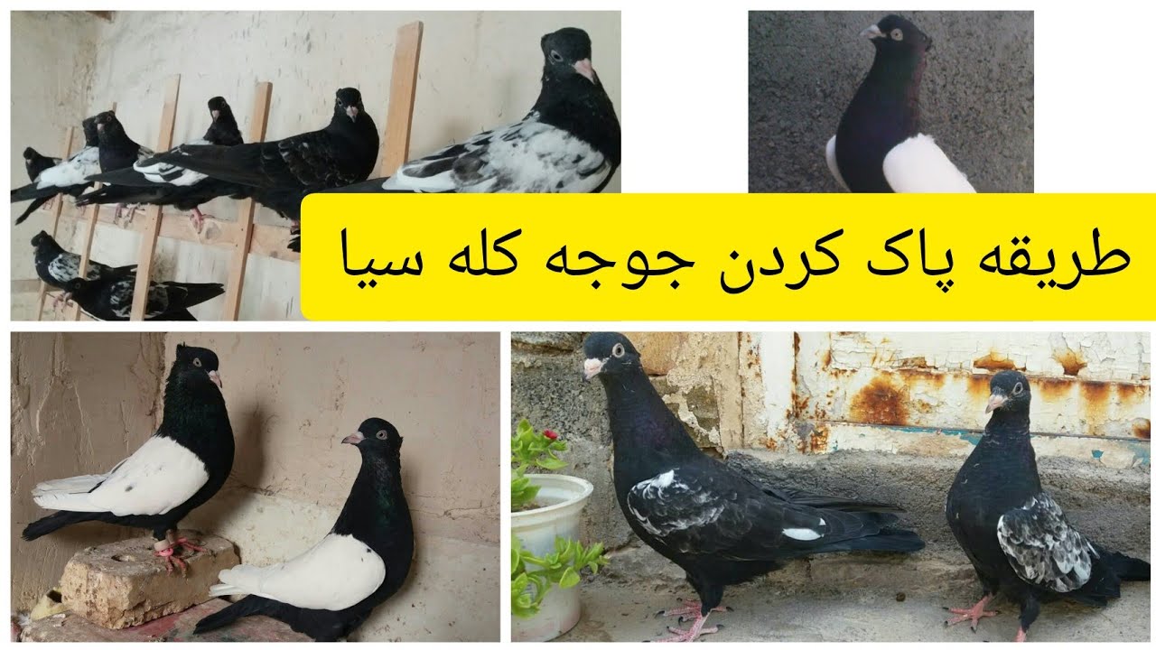 نحوه پاک کردن جوجه کله سیا