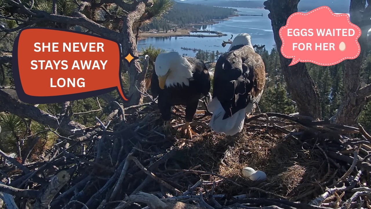Big Bear Bald Eagles ~ Jackie & Shadow FOBBV Nest Cam 2026