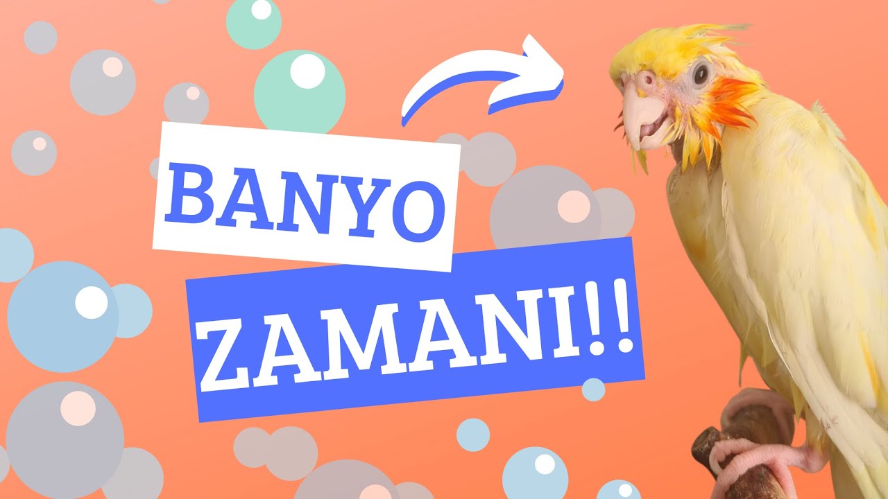KUŞLARA EFSANE BANYO YAPTIRDIM!! (BANYO YAPARKEN HASTA OLAN KUŞLAR)
