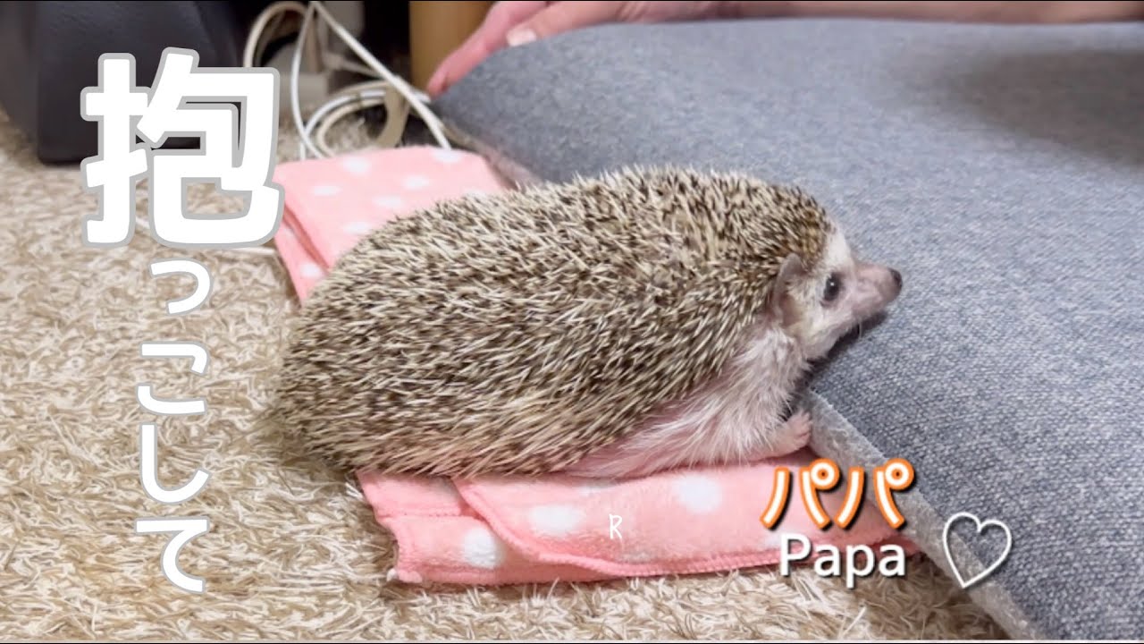 ハリネズミモカのお部屋散歩はこんな感じ　　　　　　　Hedgehog Mocha’s room walk looks like this