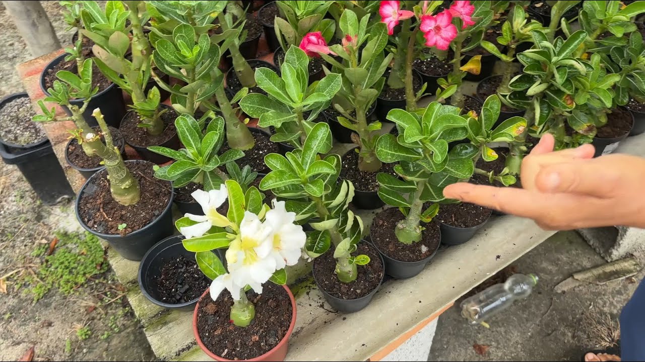 COMO GERMINAR SUAS SEMENTES DE ROSA DO DESERTO PRA ELAS DESENVOLVER MUITO E FLORESCER RÁPIDO