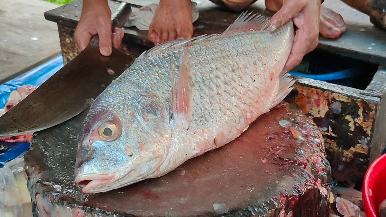 Very Expensive Datne Fish Cutting In Fish Market || Amazing Fish Cutting Skills