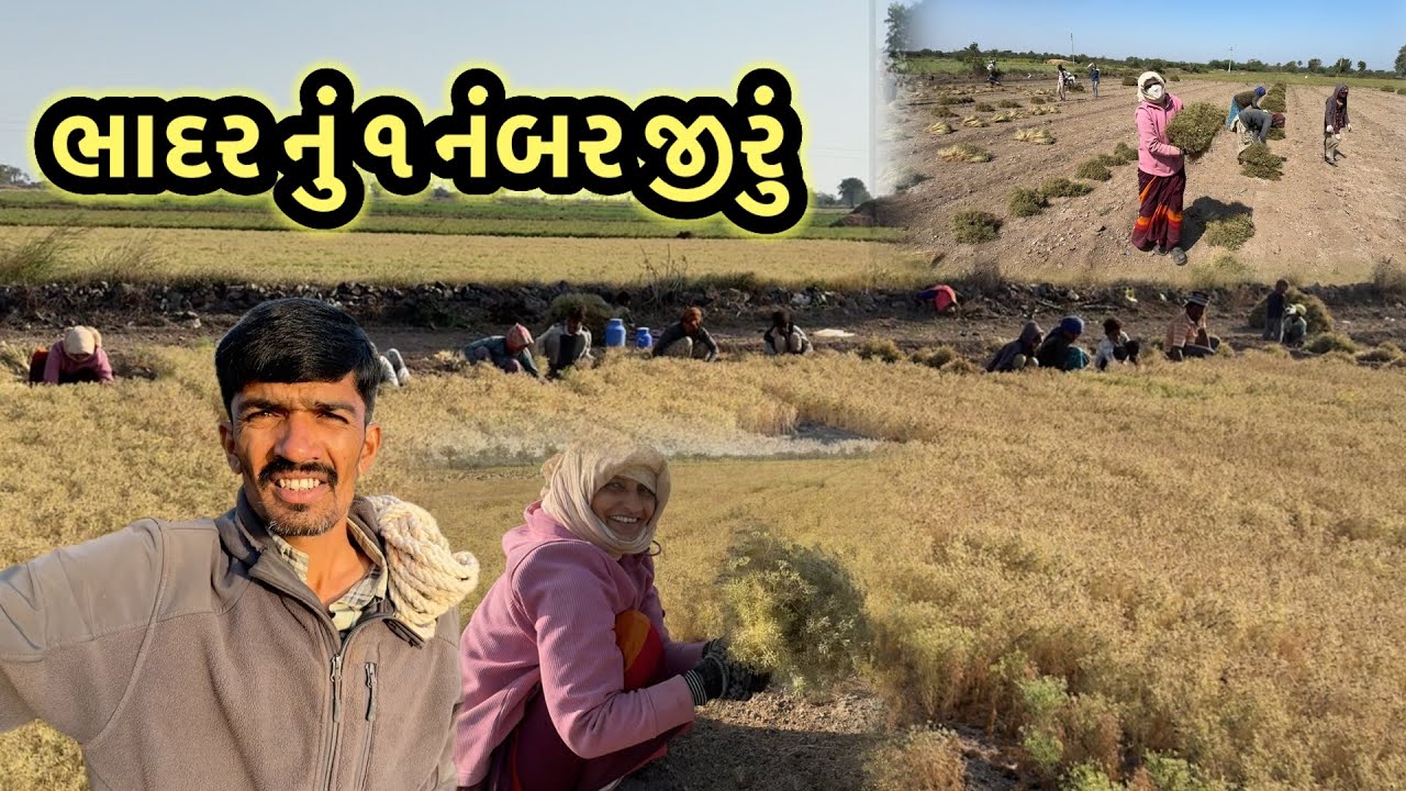 ભાદરે જીરા ના વાઢ ના શ્રી ગણેશ 