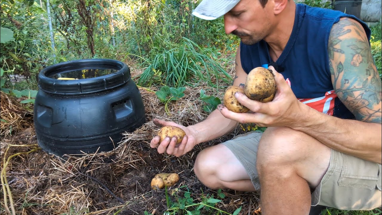 Growing Potatoes WITHOUT Soil or Fertilizer 